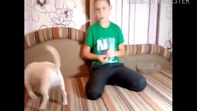 Джек Рассел терьер смотреть онлайн