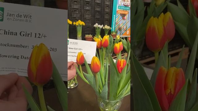 Tulip Flower Power Showroom 27-01-2022