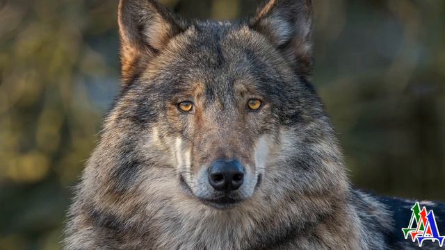 Волк шёл, низко опустив голову и обнюхивая каждый клочок земли, обходя каждую мину, а за ним… смотреть онлайн