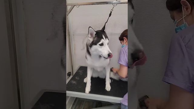 Crazy Dramatic Siberian Husky at the groomer смотреть онлайн