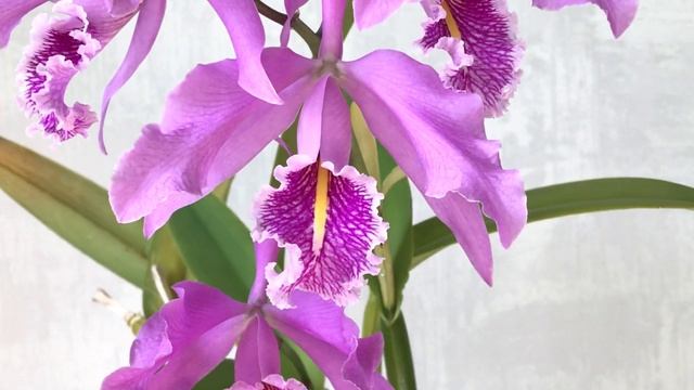 Всё о Cattleya maxima!!! смотреть онлайн