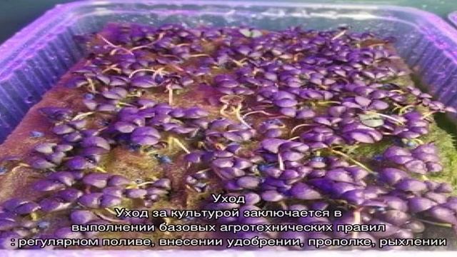 Фиолетовый базилик: посадка и уход смотреть онлайн