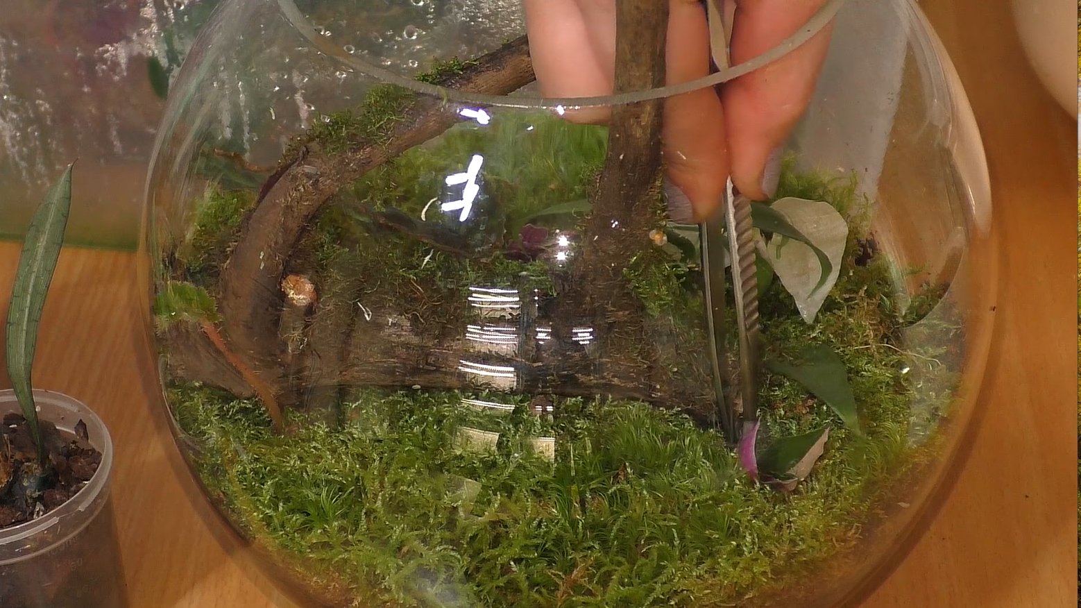 Флорариум начинающего. Подробно, как сделать флорариум своими руками. Флорариум в стеклянной вазе смотреть онлайн