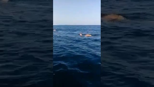 Верблюды в Гуджарате питаются плодами манговых деревьев, и плавают между островами, чтобы добраться смотреть онлайн