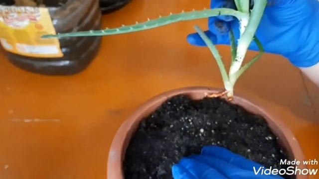 Как посадить отросток алоэ ?