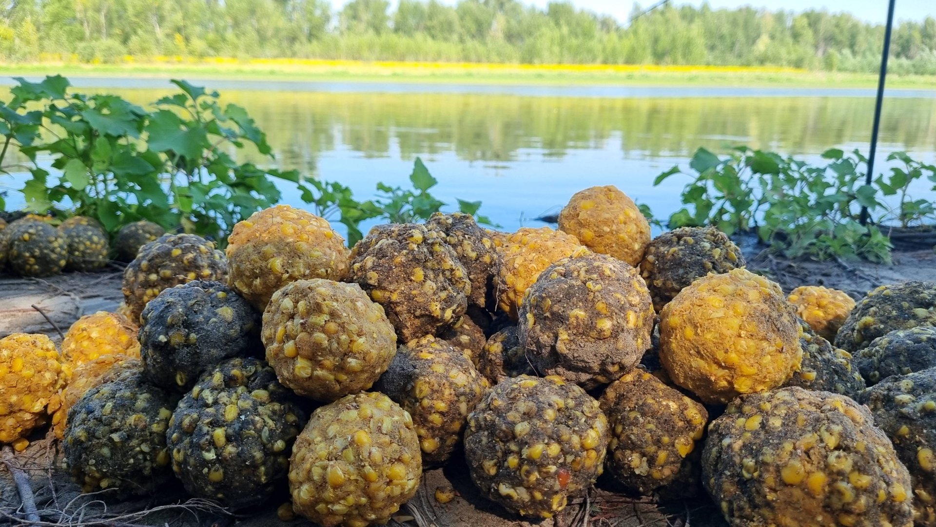 Карповая рыбалка на реке Ахтуба. В погоне за сазаном и белым амуром.