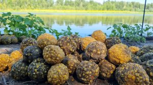 Карповая рыбалка на реке Ахтуба. В погоне за сазаном и белым амуром.