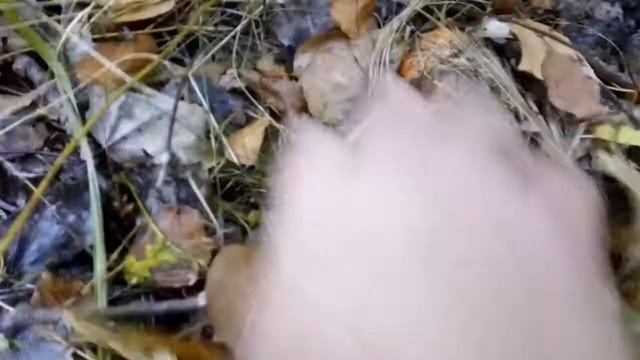 Грибы, симбиоз 2 смотреть онлайн