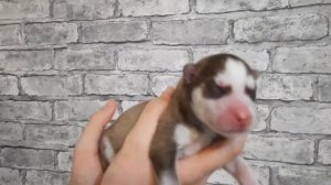 Новорожденный ЩЕНОК ПЛАЧЕТ