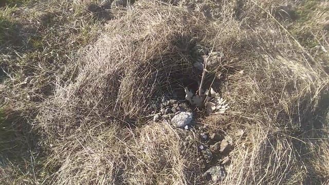 Піджива Фундука, курячим послідом ??? смотреть онлайн