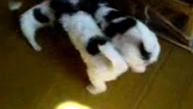 Фоксята ж/ш. Щенки от Данилы и Бери смотреть онлайн