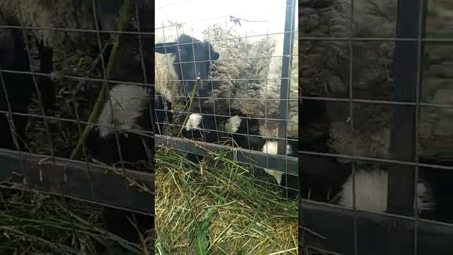 Ежиха поселилась в сарае для овец. Керпе зур гайлэсе.