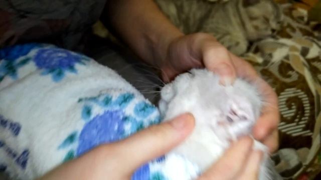 Уход за глазками Котёнка в 2 месяца! смотреть онлайн