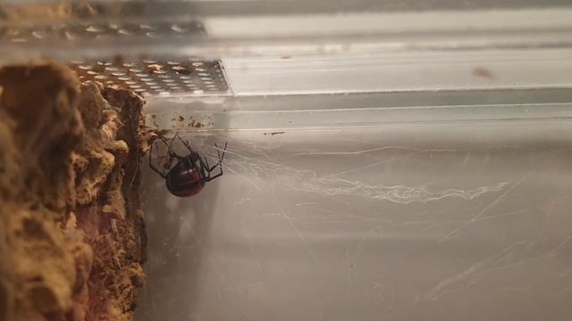 Latrodectus elegans - dopuszczanie смотреть онлайн