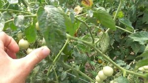 Томат Черри Роза F-1