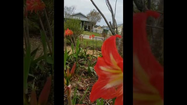 MY DANCING CRINUM LILY/#SHORT смотреть онлайн