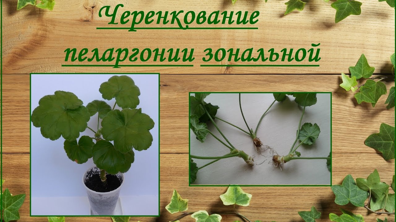 Пеларгония зональная укоренение черенков пеларгонии простые способы смотреть онлайн