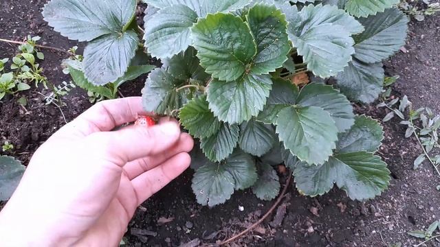 ЗЕМКЛУНИКА? ЧТО ЭТО ВООБЩЕ ТАКОЕ??? смотреть онлайн