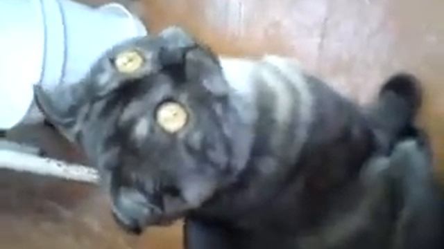 Охота на мух!!!(как гипнотизируют мухи кошек) смотреть онлайн
