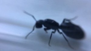 Новые муравьи Camponotus vagus / гигантские муравьи убийцы / Чёрный древоточец