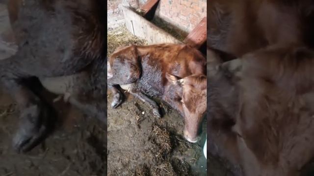 Спасение коровы. Ошибки ухода за коровами во время отела. смотреть онлайн
