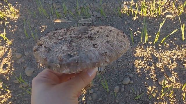 Грибы Зонтики смотреть онлайн