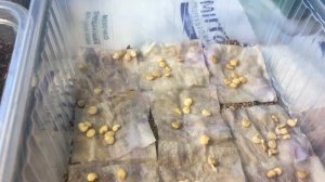 «Будильник для семян» быстро пробудил семена перцев - на 2-3 сутки появились первые проростки!