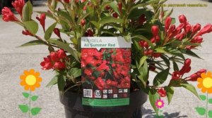 Вейгела гибридная Олл Саммер Ред. Краткий обзор, описание weigela florida ALL SUMMER RED