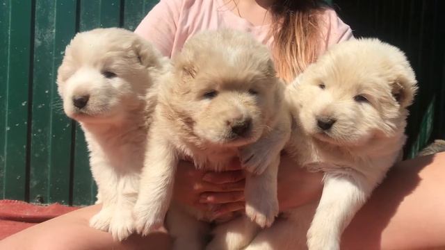 Белые щенки кавказской овчарки / смотреть онлайн