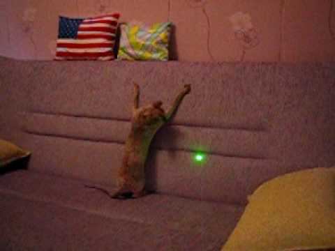 Cat.avi смотреть онлайн