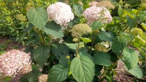 Цветёт древовидная гортензия Меджикал Пинкербелл? ????