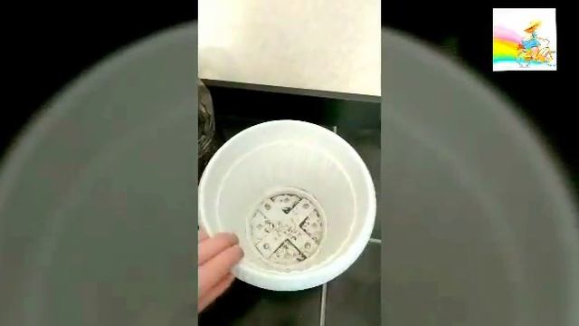 Обрезка и Пересадка Педилантуса. Формирование куста смотреть онлайн