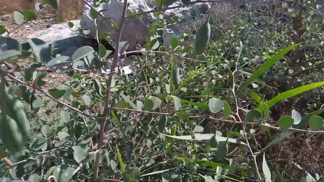 Соленые плоды каперсов/ Capers смотреть онлайн