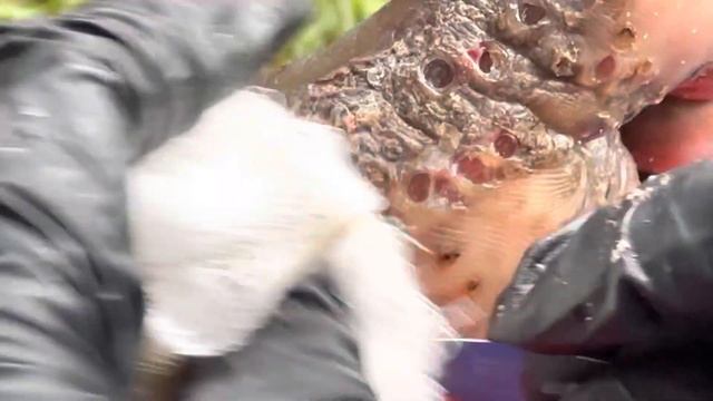 Moses left foot part B - subscribe @riseupsociety.net for full juicy JIGGER videos смотреть онлайн