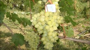 ВИНОГРАД  Галбена  ноу  - С ОПИСАНИЕМ