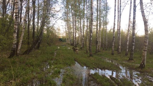 Собака впервые гуляет в лесу смотреть онлайн