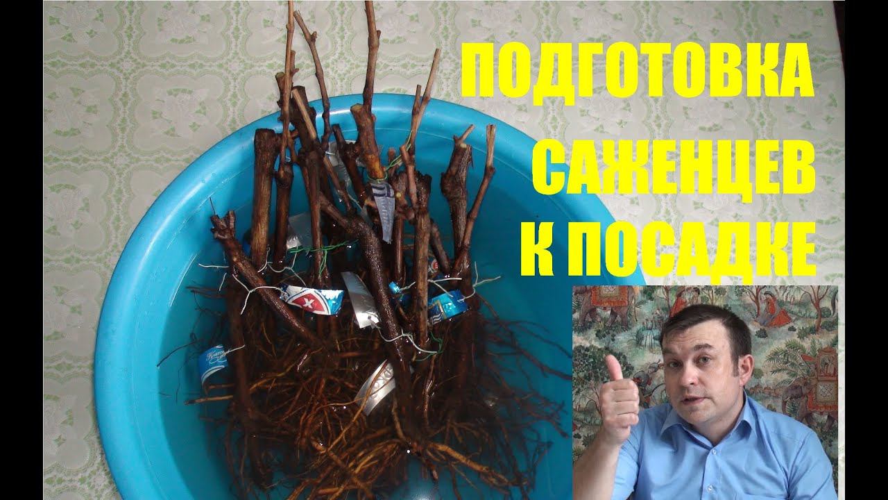 Подготовка саженцев (черенков) винограда к посадке. Северный виноградник с "0" #Виноград смотреть онлайн