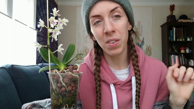 Orchid update!! March 2020, month of the surrealist joke on humanity смотреть онлайн
