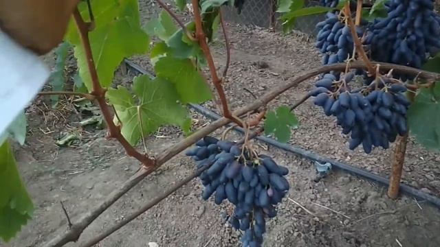 Виноград - Одесский сувенир . смотреть онлайн