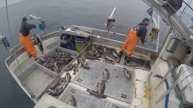 Jigging Rockfish In Kodiak