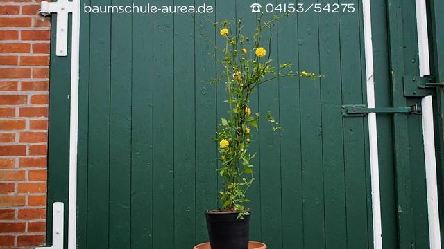 Kerria japonica "Pleniflora" - Gefüllter Ranunkelstrauch - Baumschule Aurea смотреть онлайн