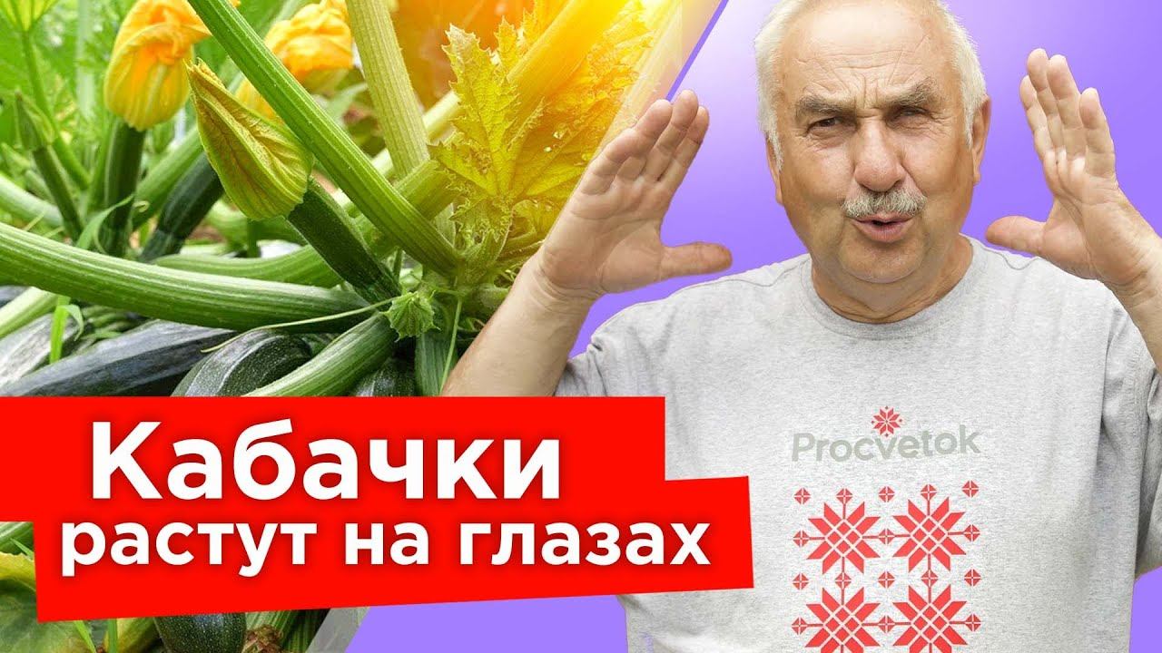 КАБАЧКИ ОБОЖАЮТ ЭТО! Подкормка, от которой все кабачки завязываются, растут вкусными и не гниют смотреть онлайн