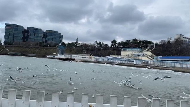 Зимние чайки в Анапе на Новый год. Кормим чаек, моржи зимой в море смотреть онлайн