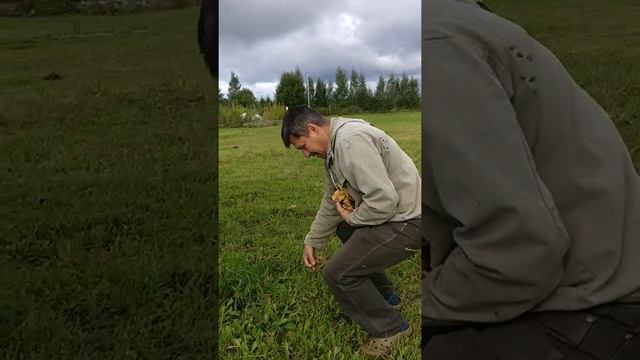 Собрать свои грибочки за пару минут смотреть онлайн