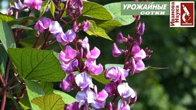 БЕРЕГИТЕСЬ подделок! ЯД! Хотите быть здоровыми - никогда не используйте подделки! смотреть онлайн