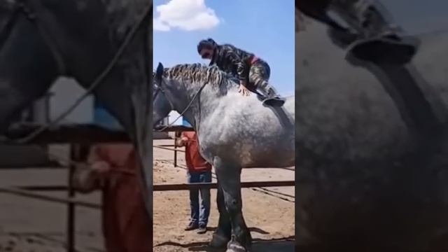 порода ПЕРШЕРОН тянет 16 тонн груза смотреть онлайн