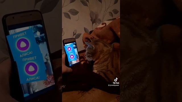 Алиса лайт смотреть онлайн
