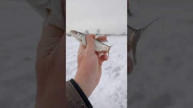 Рыба Елец Рыбалка в Жуткий мороз тянем из лунки Река Ангара Енисей поселок Стрелка Зимняя рыбалка смотреть онлайн