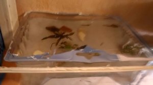 Анубиас и яванский мох выращиваем на коряге Anubias and Java moss grow on the driftwood