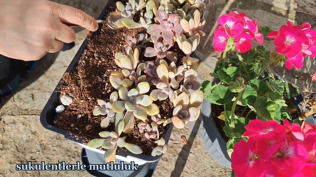 şok marketten aldığım saksi/özeltür sukulent dikimi/pachyphytum pachyphytoides variegate/msr richar смотреть онлайн